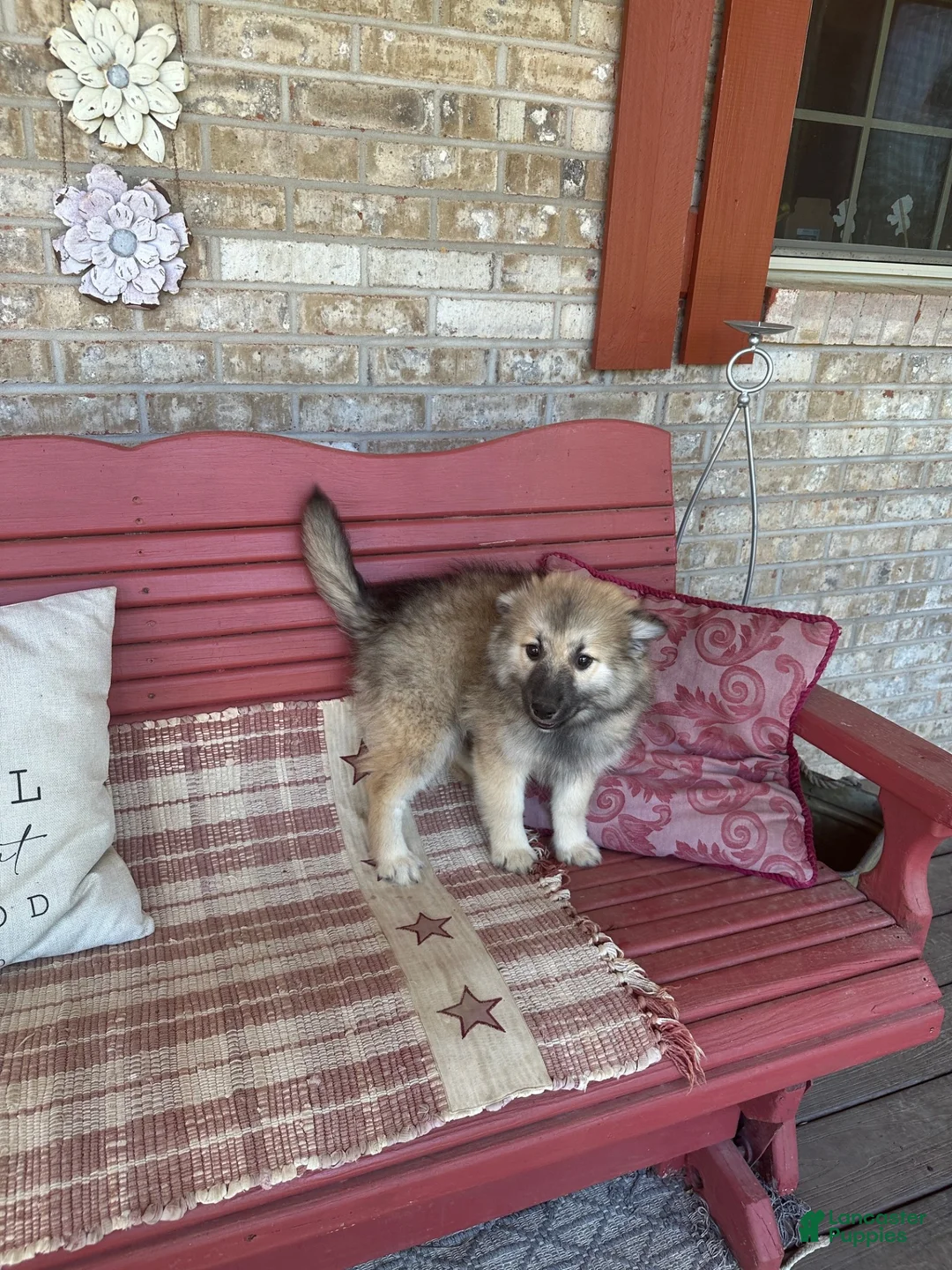 Pomsky dogs for sale: Ranger - Ad 6