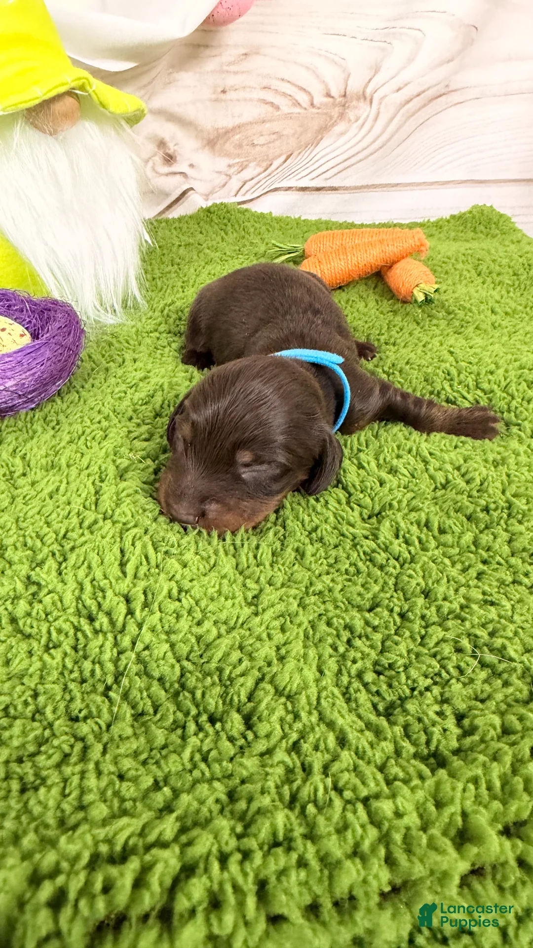 Miniature Dachshund dogs for sale: Miniature Dachshund Puppy 5 - Ad 1