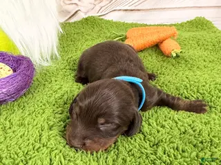 Miniature Dachshund dogs Miniature Dachshund Puppy 5 - Ad 24