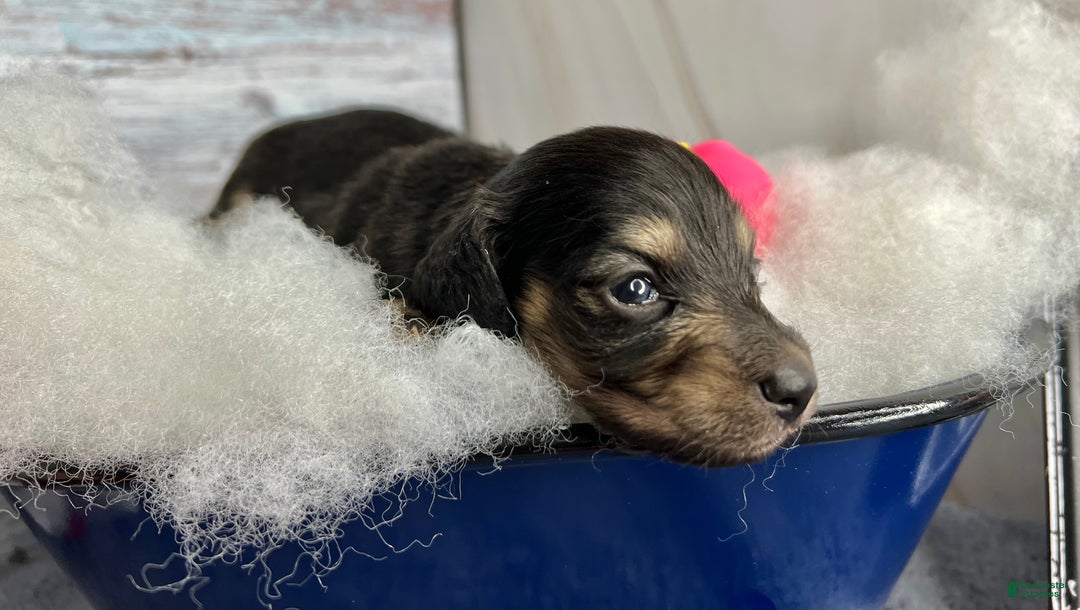 Miniature Dachshund dogs for sale: Black and cream South african - Ad 4