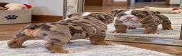 English Bulldog dogs for sale: Perfection - Ad 5