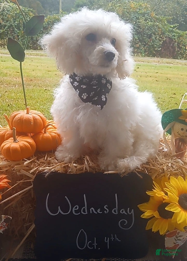 Wednesday (Bichon Frise, Female) in Altoona, AL