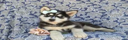 Siberian Husky dogs for sale: Kaci - Ad 7