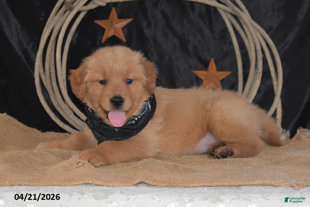Golden Retriever dogs for sale: King - Ad 6