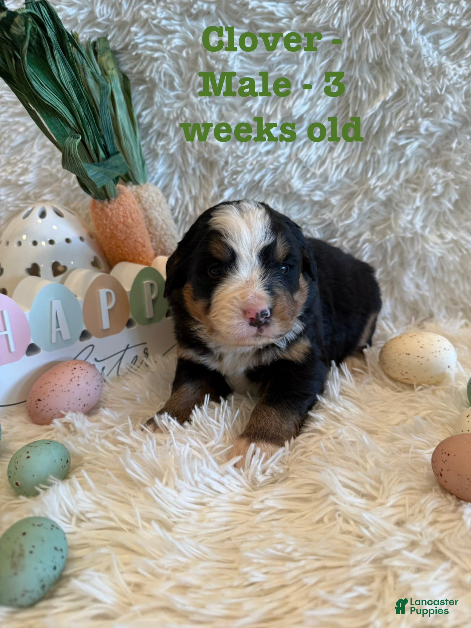 Bernese Mountain Dog dogs Clover  - Ad 1