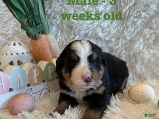 Bernese Mountain Dog dogs Clover - Ad 1