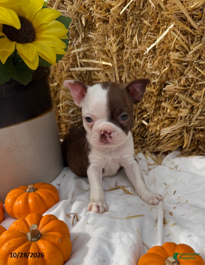 Boston Terrier dogs for sale: Wendell - Ad 1