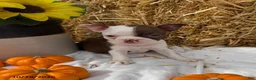 Boston Terrier dogs for sale: Wendell - Ad 1
