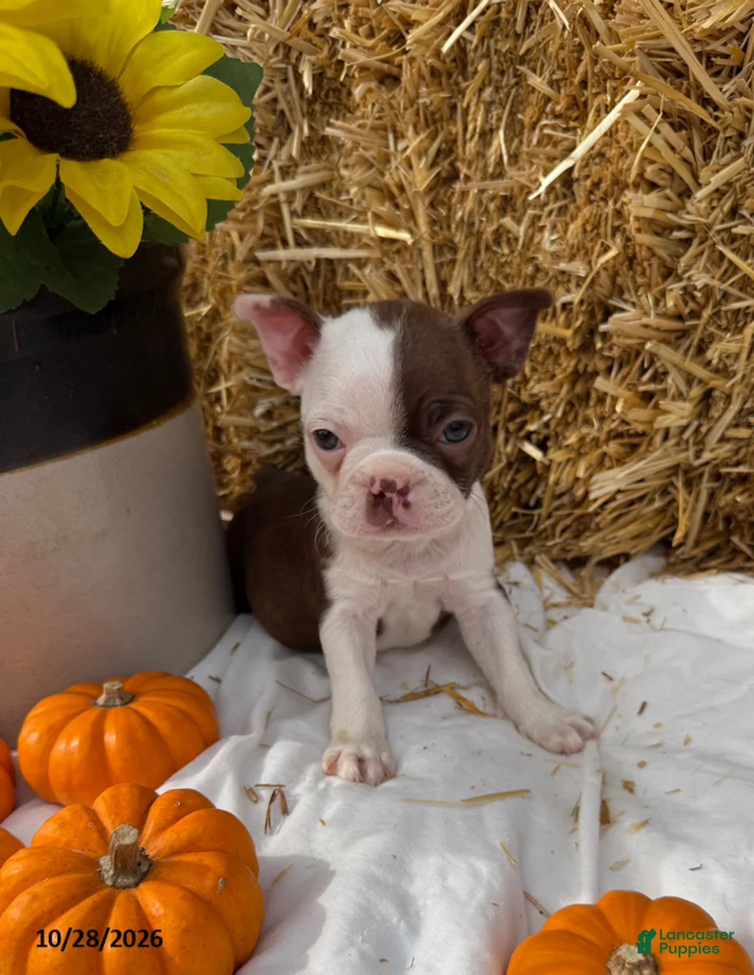 Boston Terrier dogs for sale: Wendell - Ad 1