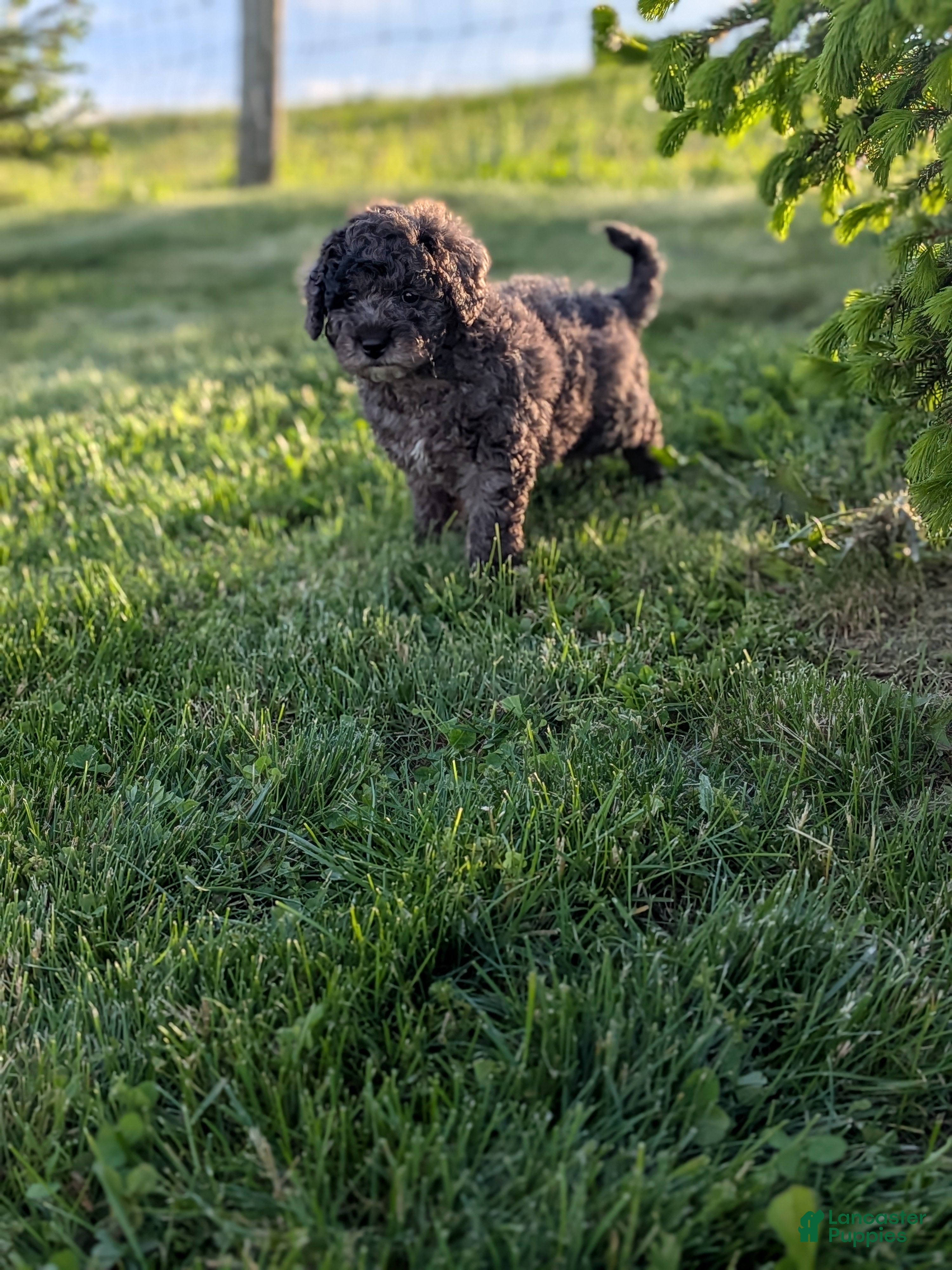 Miniature Poodle dogs Coby - Ad 2