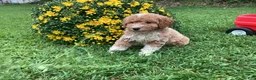 Mini Goldendoodle dogs for sale: Rocky - Ad 6
