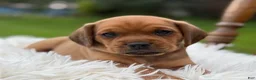 Puggle dogs for sale: Porter - Ad 3