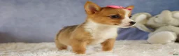 Welsh Corgi Pembroke dogs for sale: Yara ❤️ - Ad 4