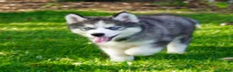 Siberian Husky dogs for sale: CACTUS - Ad 3
