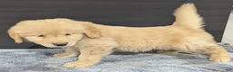 Golden Retriever dogs for sale: Buddy  - Ad 4