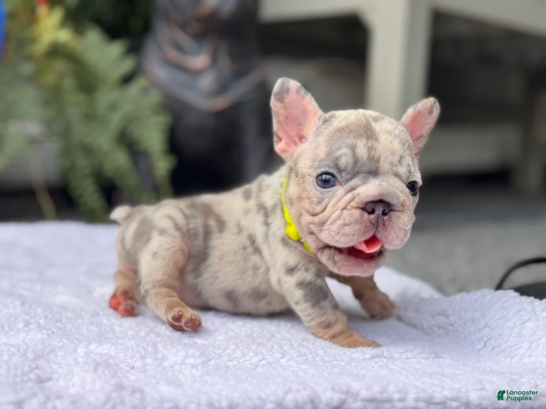 French Bulldog dogs for sale: Perry - Ad 2