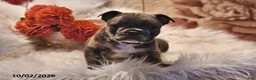 Frenchton dogs for sale: Pepper - Ad 3