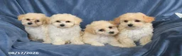 Maltipoo dogs for sale: Nichole - Ad 5