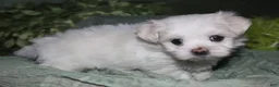 Maltese dogs for sale: Diva - Ad 6