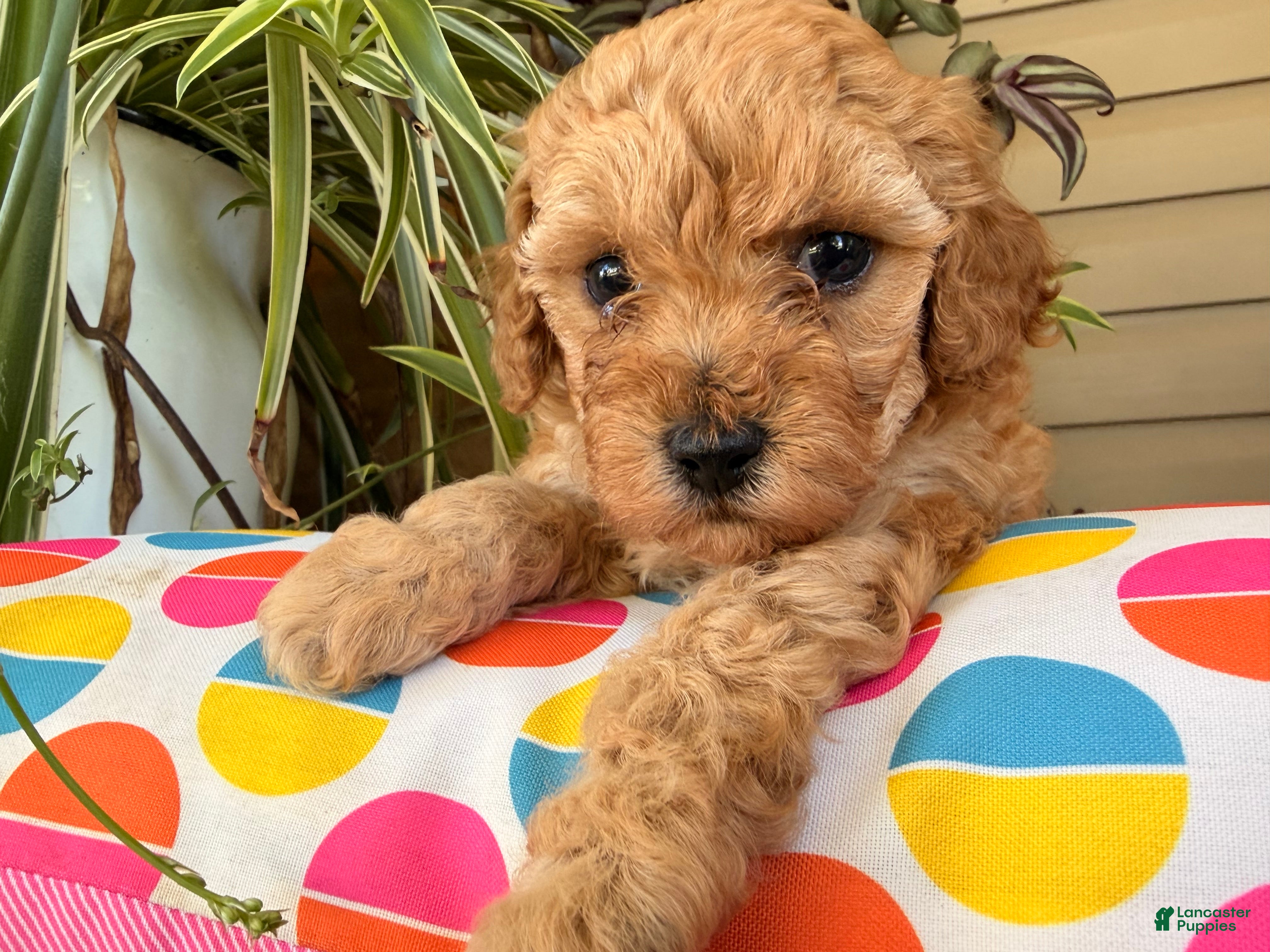 Toy Poodle dogs Madrick  - Ad 2