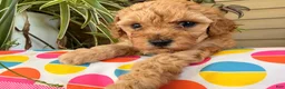 Toy Poodle dogs for sale: Madrick  - Ad 2