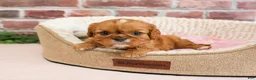 Cavalier King Charles Spaniel dogs for sale: Daphne - Ad 5