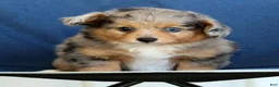 Mixed Breed dogs for sale: Candy - Ad 7