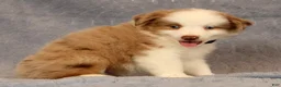 Miniature Australian Shepherd dogs for sale: Fritz - Ad 9