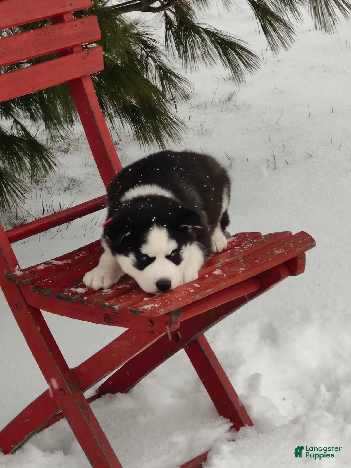 Siberian Husky dogs Jaidus - Ad 2