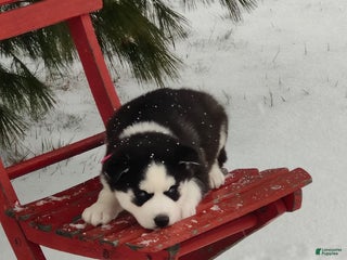 Siberian Husky dogs Jaidus - Ad 6