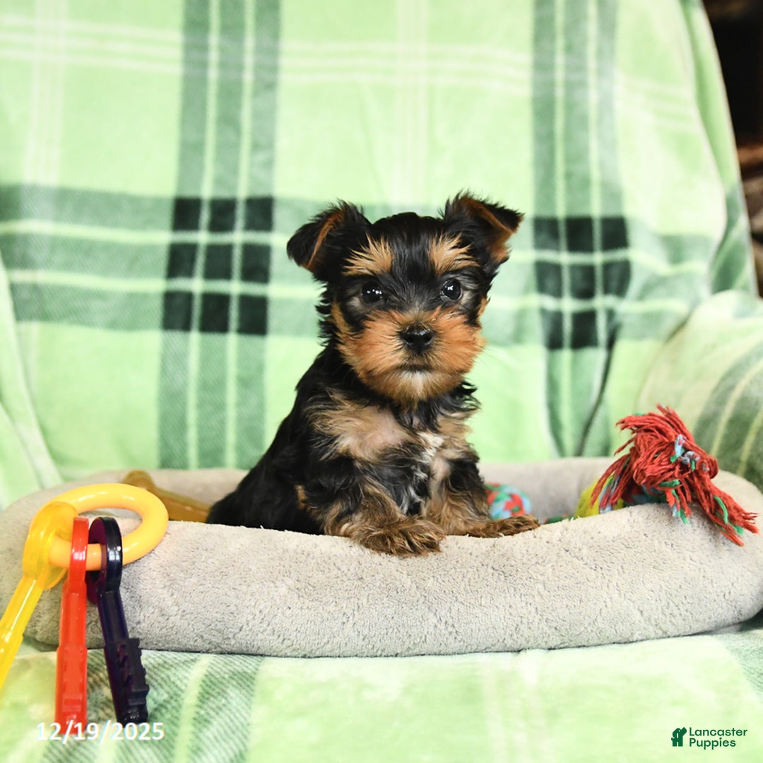 Yorkshire Terrier dogs for sale: Domino - Ad 1