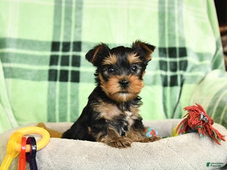 Yorkshire Terrier dogs Domino - Ad 10