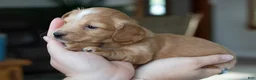 Miniature Dachshund dogs for sale: Doug  - Ad 2