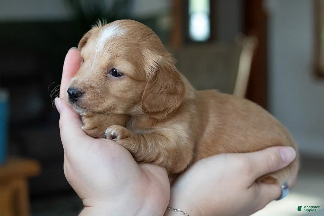 Miniature Dachshund dogs for sale: Doug  - Ad 2