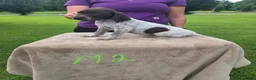German Shorthaired Pointer dogs for sale: German Shorthaired Pointer 2 - Ad 3