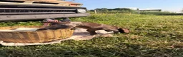 German Shorthaired Pointer dogs for sale: Finch - Ad 3
