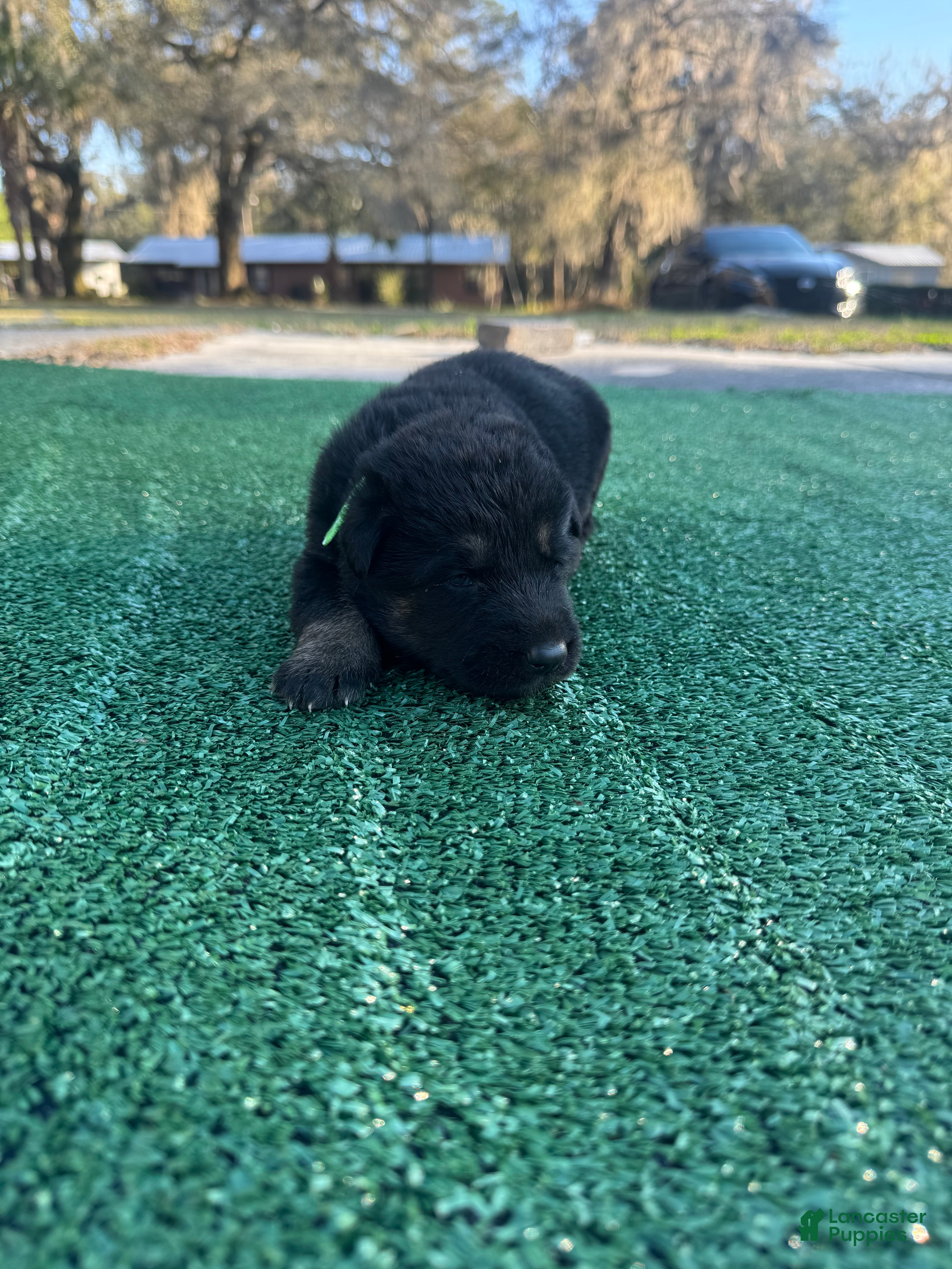 German Shepherd dogs German Shepherd lime green  - Ad 1