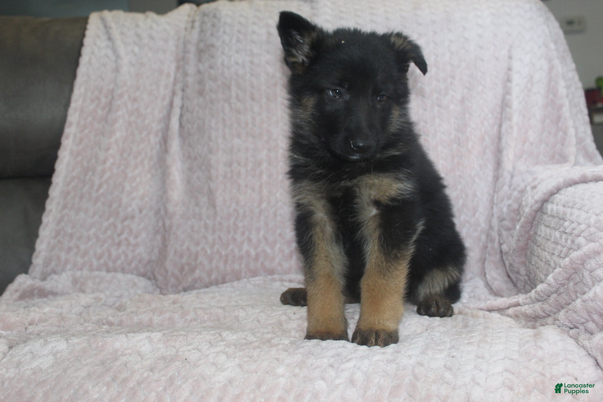 German Shepherd dogs Buzz - Ad 2