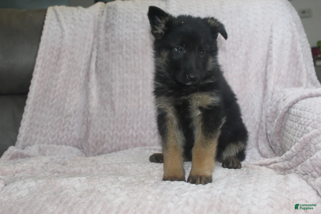 German Shepherd dogs for sale: Buzz - Ad 2