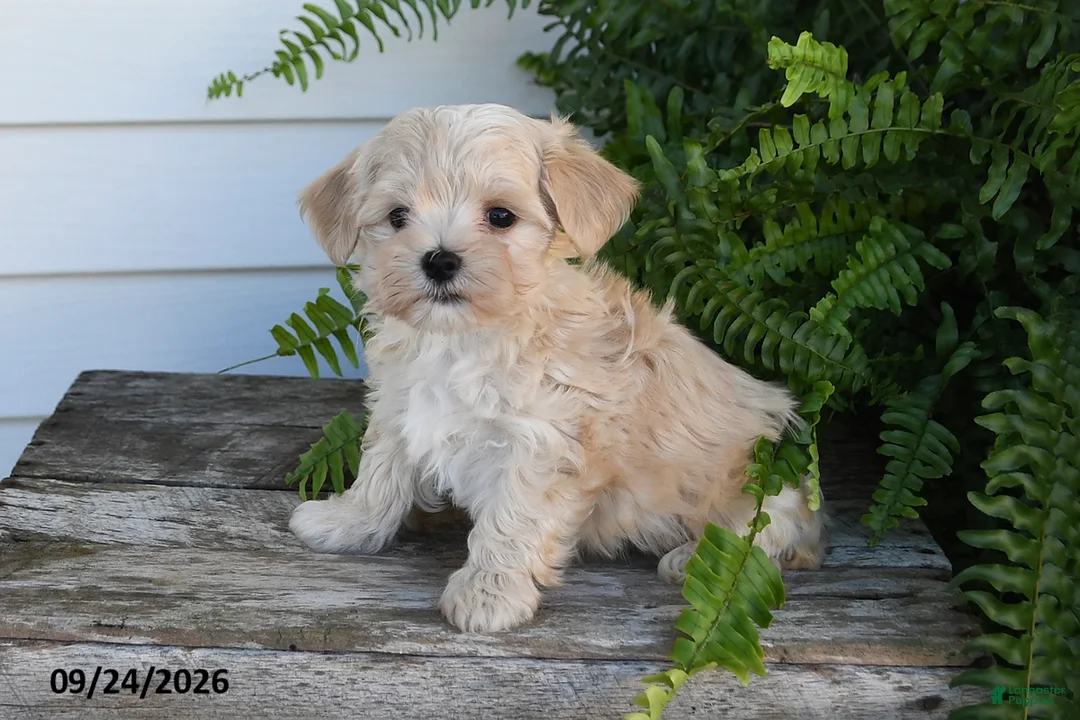 Morkie dogs for sale: Benji - Ad 2