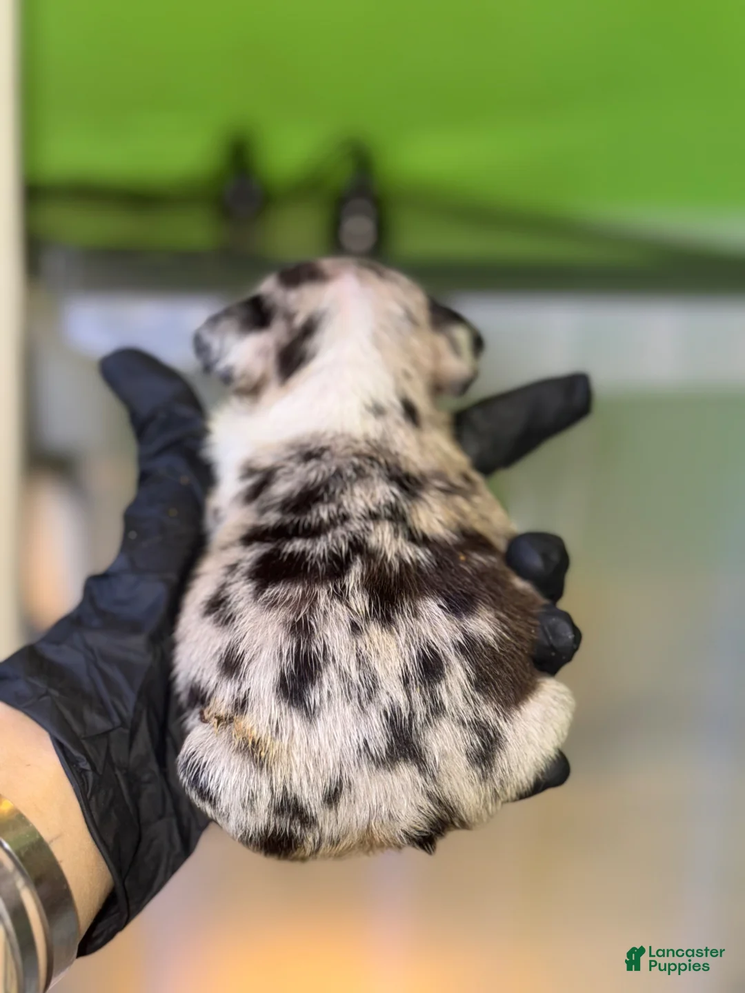 French Bulldog dogs for sale: French Bulldog Puppy 1 - Ad 2