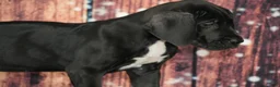 Great Dane dogs for sale: Great Dane Puppy 2 - Ad 4