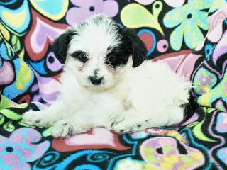 Yorkiepoo dogs Hope - Ad 11