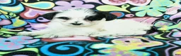 Yorkiepoo dogs for sale: Hope - Ad 1