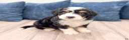 Mini Bernedoodle dogs for sale: Bruno - Ad 7