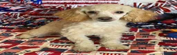 Toy Poodle dogs for sale: Pansy - Ad 2