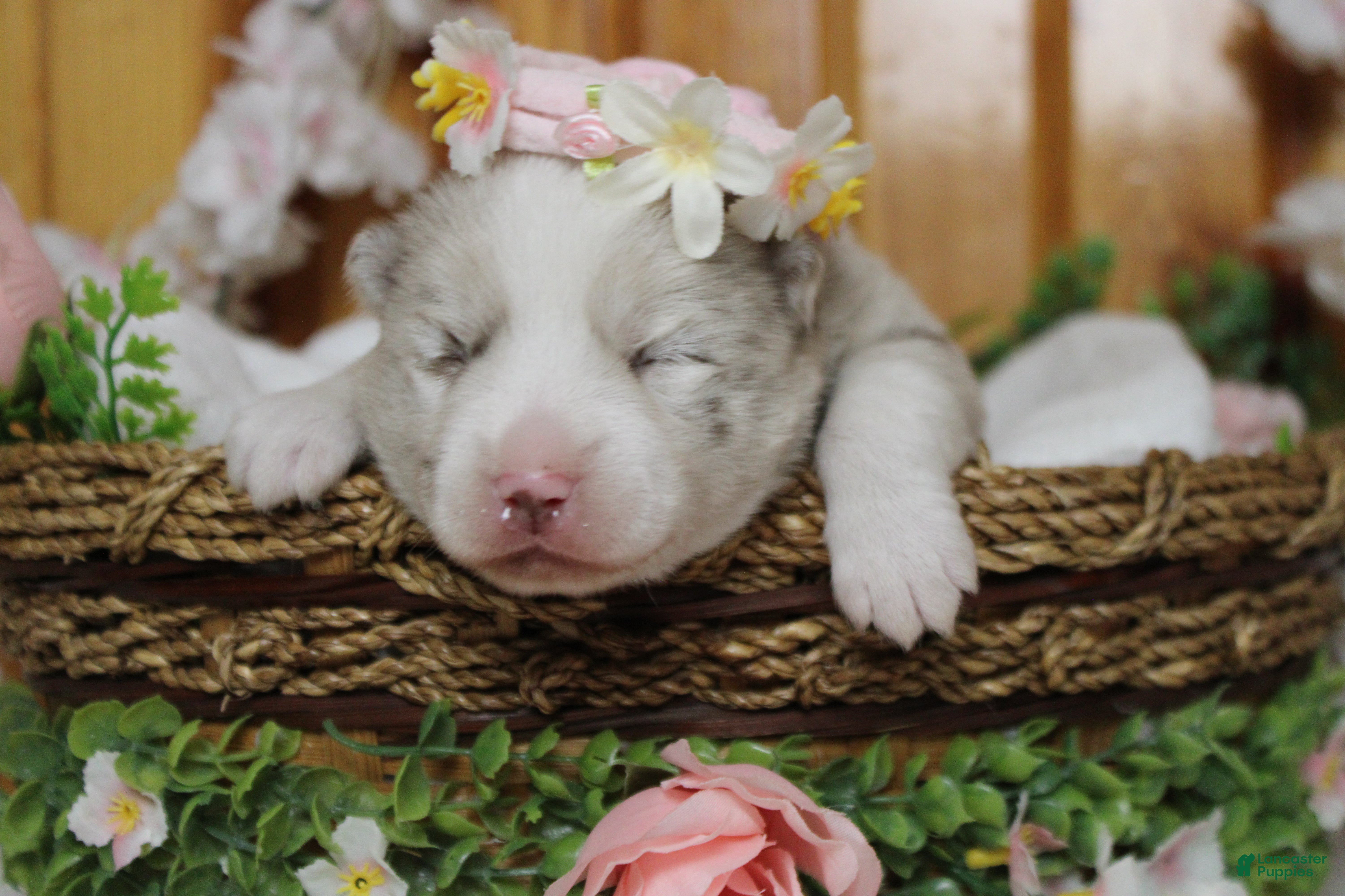 Pomsky dogs Muffy  - Ad 21