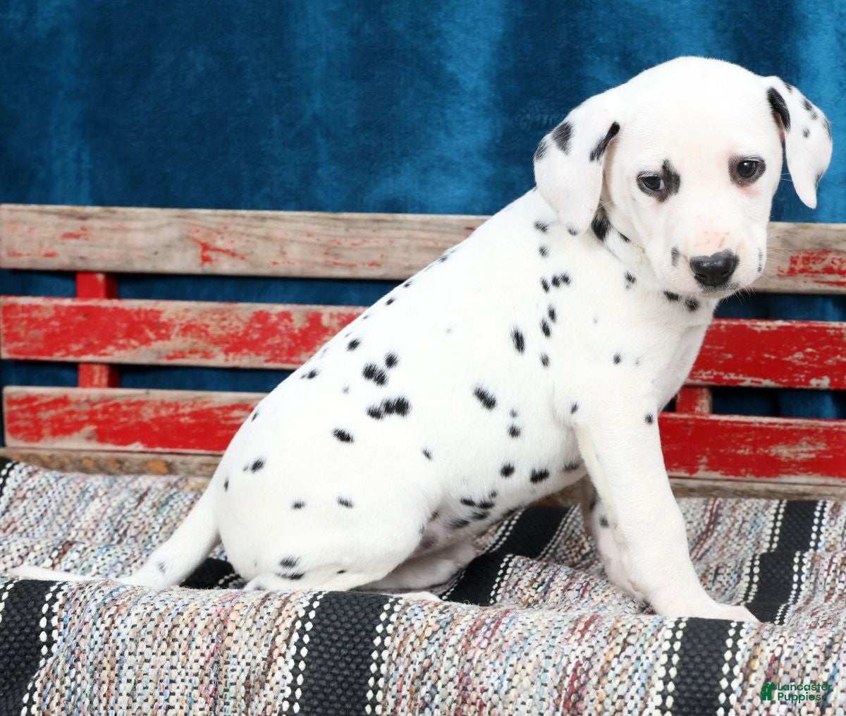 Dalmatian dogs Ollie - Ad 2