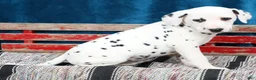 Dalmatian dogs for sale: Ollie - Ad 2