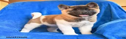 Akita dogs for sale: Susan - Ad 3